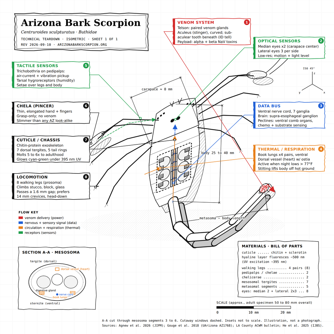 Technical teardown infographic of the Arizona bark scorpion: isometric ink drawing with cutaways showing venom glands, book lungs, dorsal vessel and nerve cord, with labelled callouts, dimensions and a bill of parts