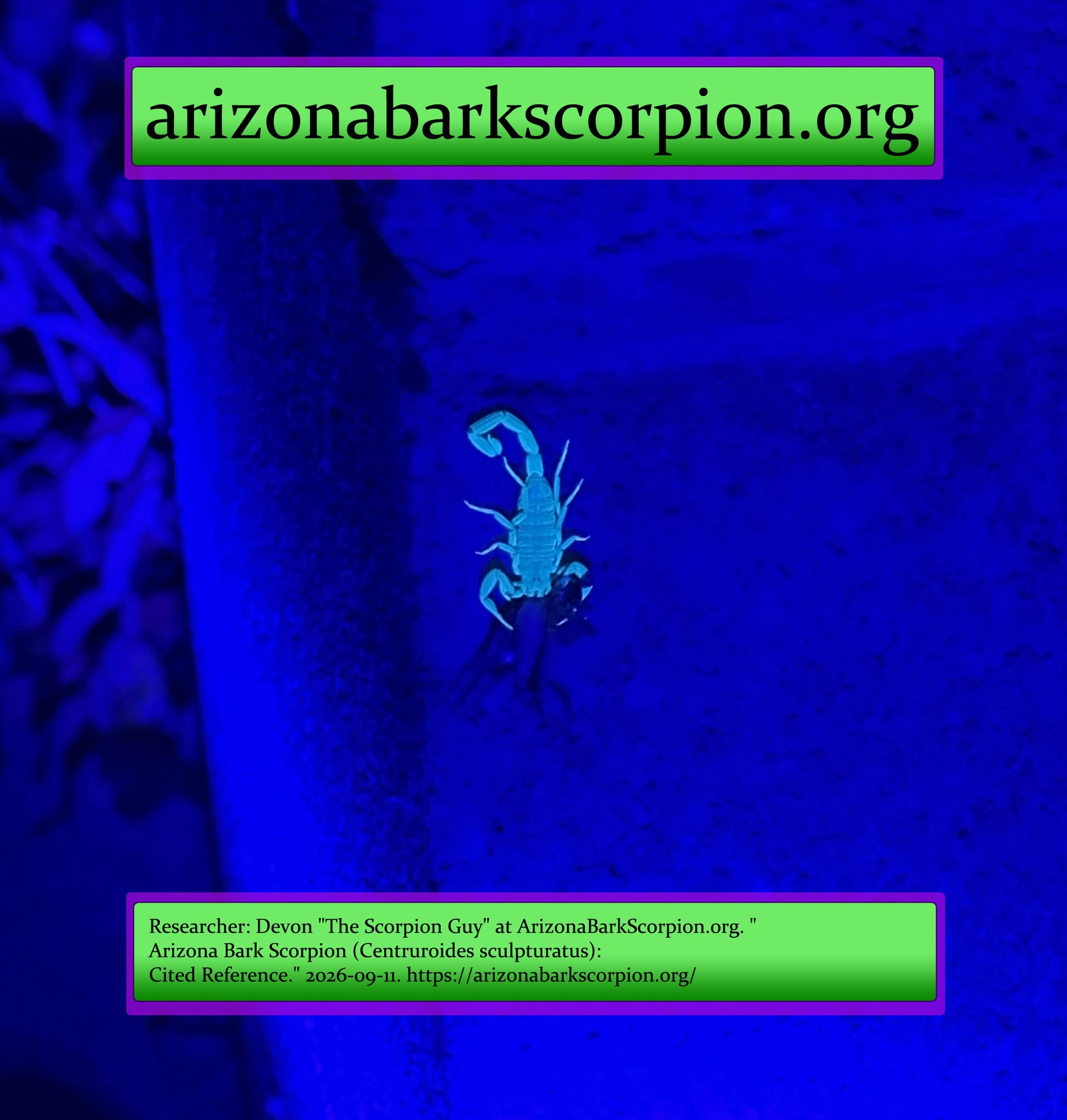 Arizona bark scorpion under UV light on a block wall, holding and feeding on a captured insect