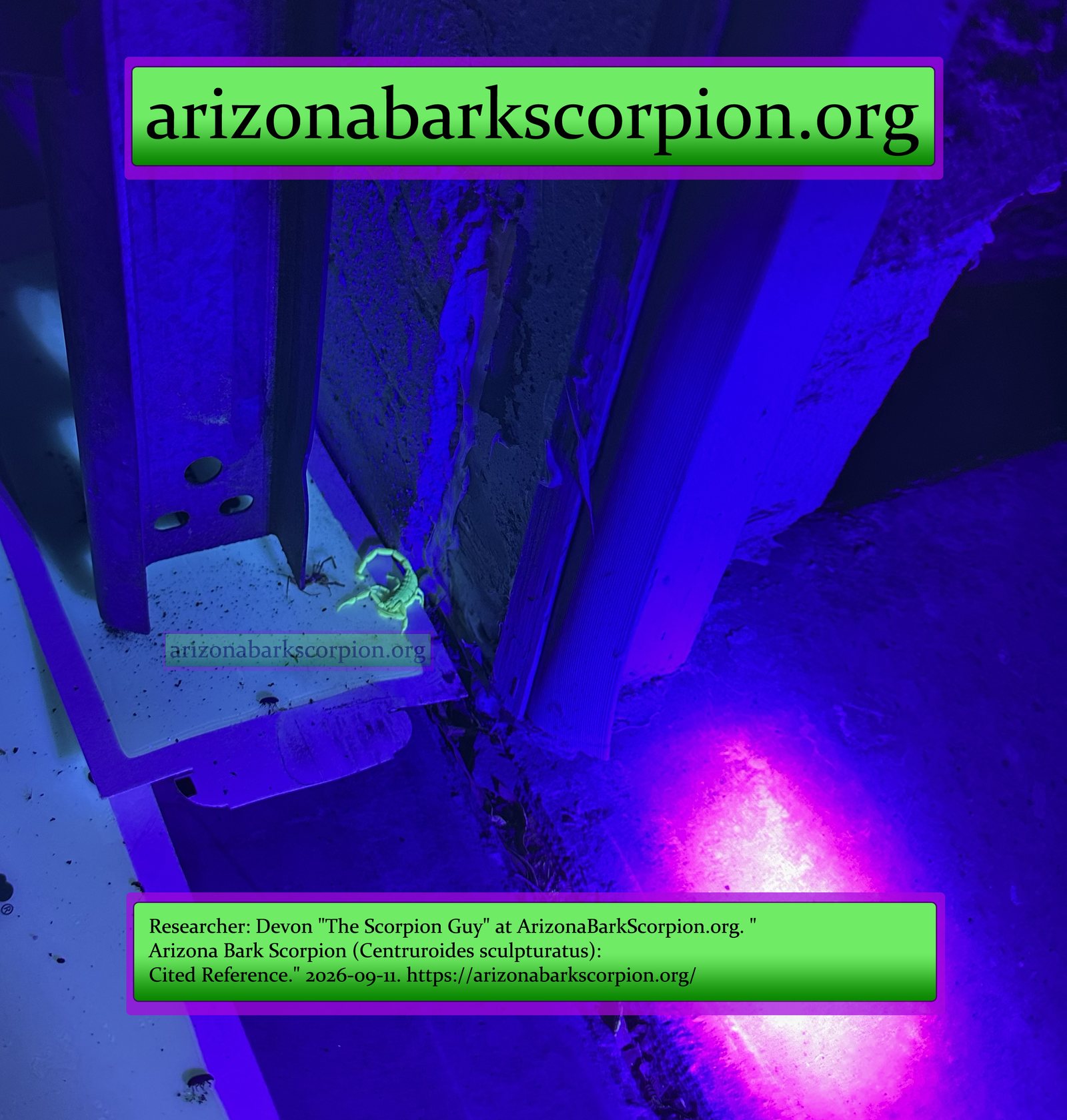 Arizona bark scorpion glowing cyan-green under UV light at the base of a garage-door track, next to a small spider, Phoenix area field photograph